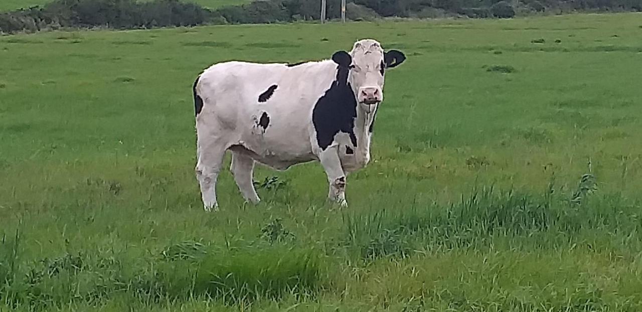 Murphys Irish Farmhouse Tralee Eksteriør bilde
